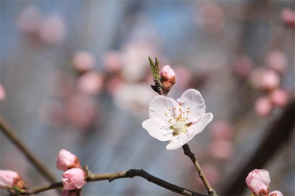 什么八字特征的人桃花运旺，六种桃花运旺盛的八字特征